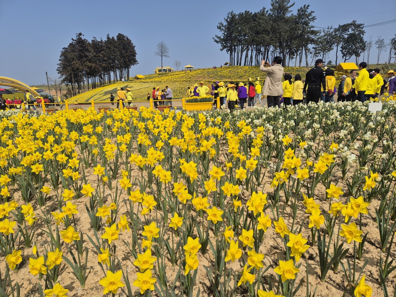 수선화가 활짝 핀 신안 '선도'에 관광객들이 꽃 구경을 즐기고 있다. (사진=전남도)