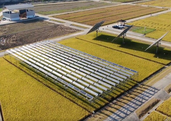 농업진흥청에 시범으로 설치되어 있는 영농형 태양광. (사진=농진청)