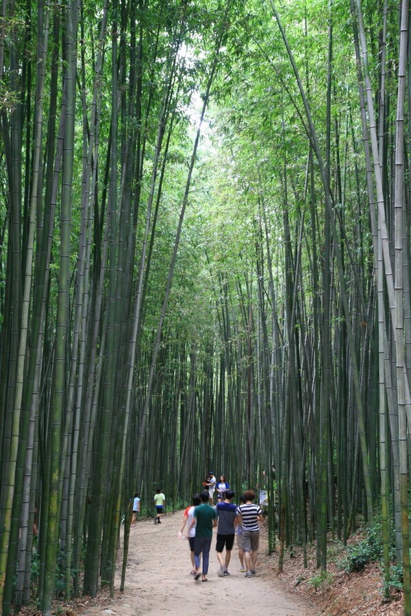 담양 죽녹원 대숲 길