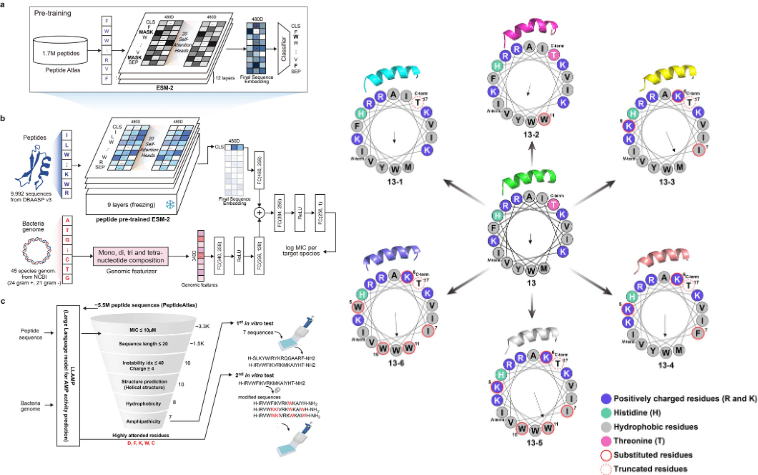 LLAMP 모델 개요(왼쪽 그림) 펩타이드 13 및 유도체의 구조 분석 (사진=GIST)
