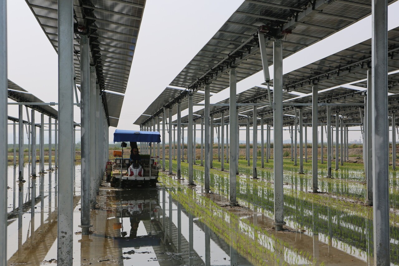 영농형 태양광 (사진=파루솔라)