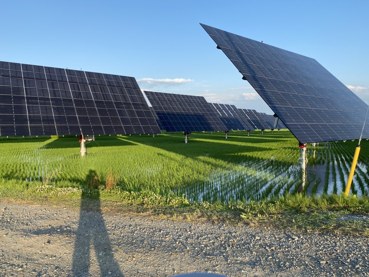 영농형 태양광 (파루솔라)