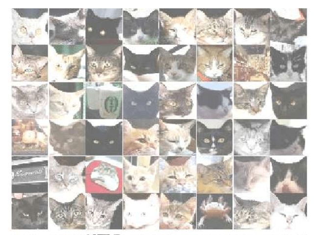 논문에 소개된 고양이 사진 (사진=구글)