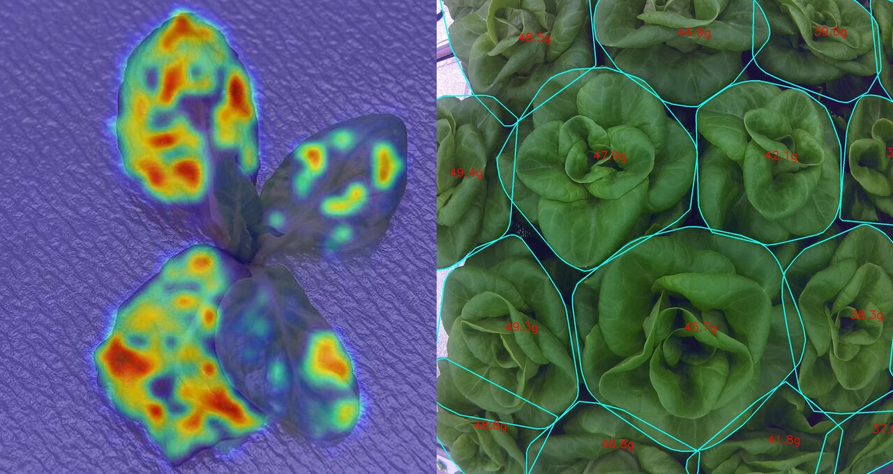 비전AI를 통해 병해충 예찰 및 생육 예측을 진행하는 모습 (사진=롯데이노베이트)