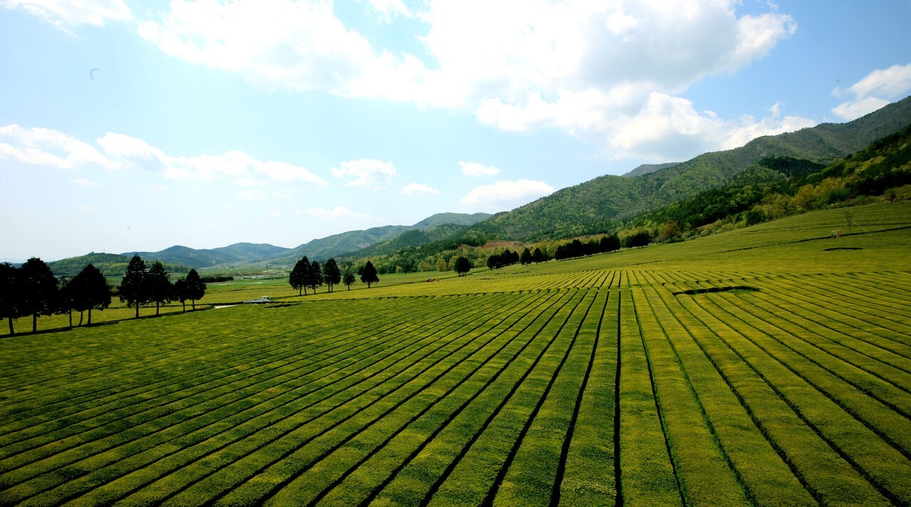 보성 평지 다원 전경 (사진=보성군)