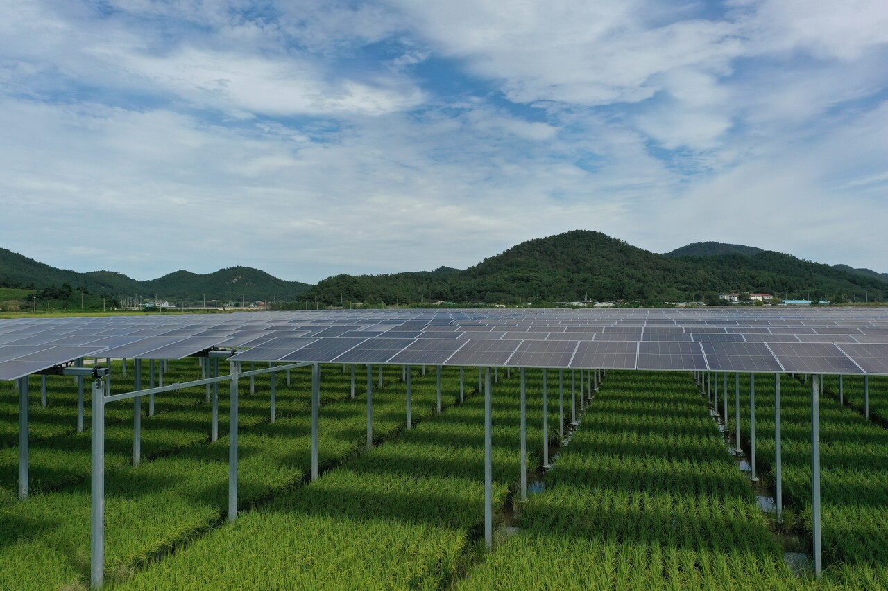 전남 영광 월평지역의 영농형 태양광 발전시설 전경. 농지 위에 설치된 태양광 패널 아래로 벼가 자라고 있으며, 농업과 재생에너지 생산을 병행하는 분산형 에너지 모델의 대표 사례로 꼽힌다. (사진=파루솔라)