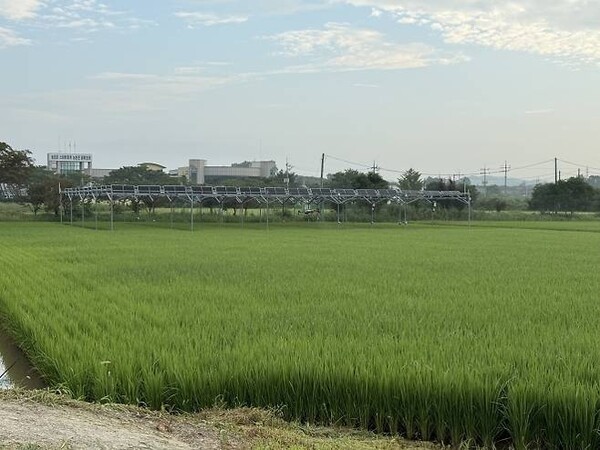 영암군 영농형태양광 실증 논. (사진=영암군)