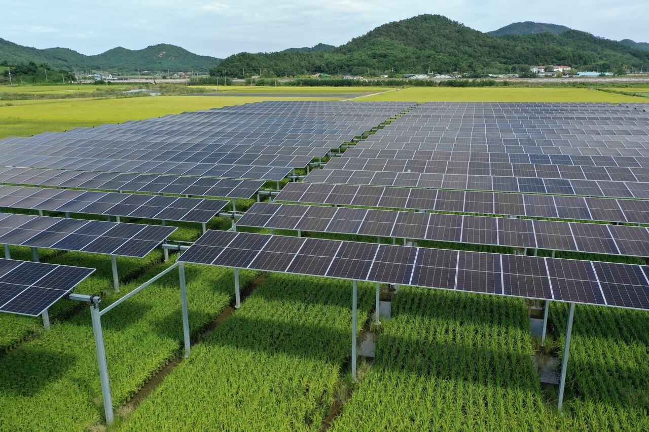 영농형 태양광 실증단지 전경. 태양광 패널 아래에서 작물이 재배되는 형태로, 농업 생산과 신재생에너지 생산을 동시에 달성하는 '영농형 태양광' 모델을 보여준다. 패널 주변으로는 녹색의 벼가 건강하게 자라고 있으며, 배후에는 산지와 농경지가 어우러진 풍경이 펼쳐져 있다. (사진=파루솔라)