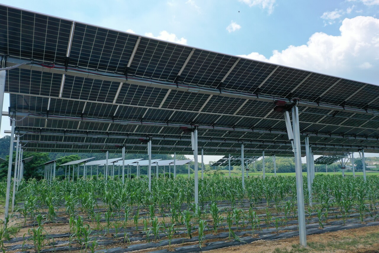 영농형 태양광 설비 아래에서 농작물이 함께 재배되고 있는 현장 모습. 태양광 패널이 일정 높이로 설치돼 농사와 발전이 동시에 이뤄지며, 정부의 규제 완화로 농지 사용 가능 기간이 기존 8년에서 최대 23년까지 늘어날 전망이다.