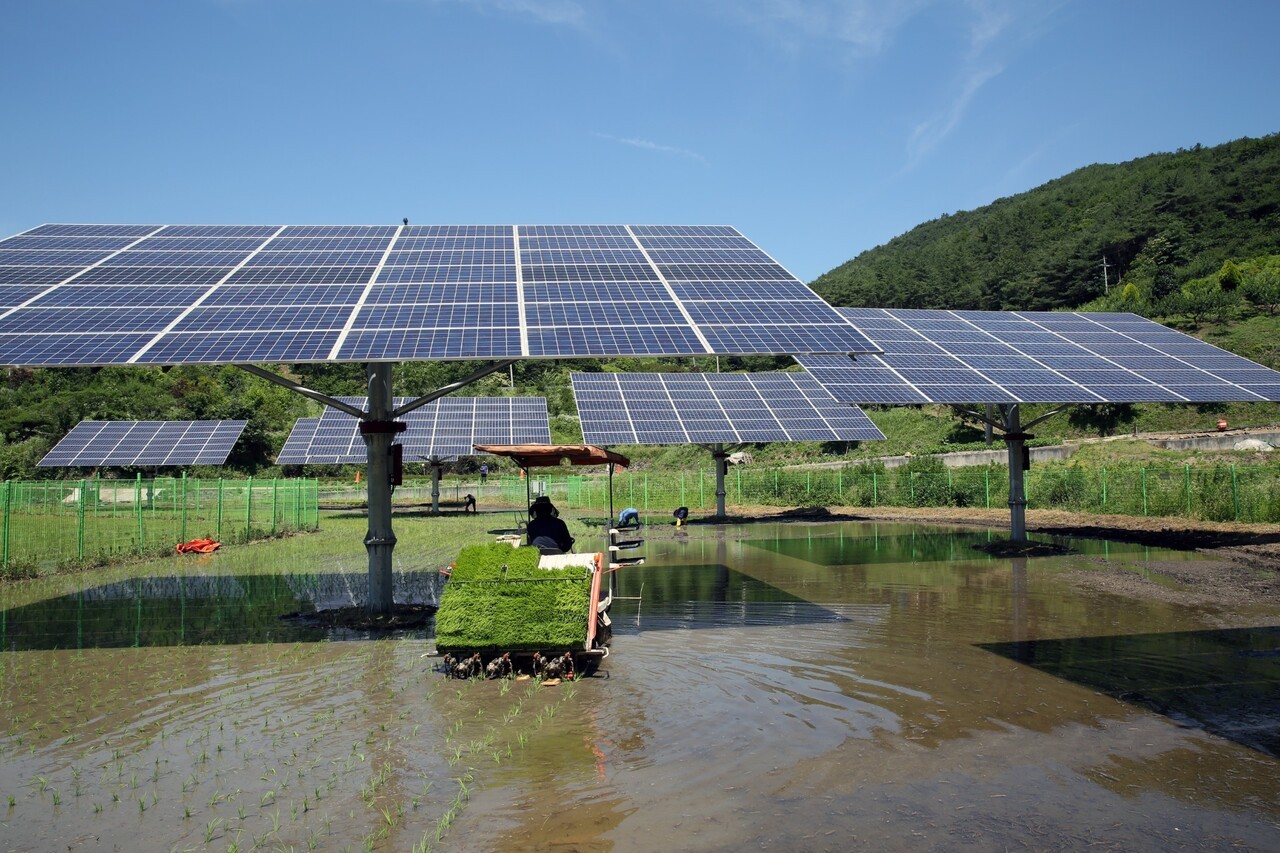 영농형 태양광은 농지 활용도를 유지하면서 전력을 생산할 수 있어 재생에너지 보급 확대의 대안으로 주목받고 있다. 사진은 패널 아래에서 모내기가 진행되는 모습. 정부는 이러한 복합형 발전 모델 확대를 위해 관련 규제 완화와 제도 개선을 추진하고 있다. (사진=파루솔라)
