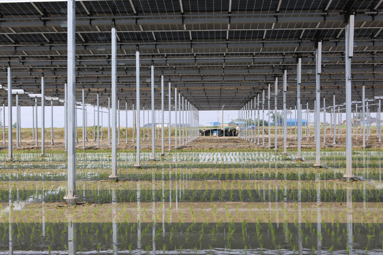 정부가 영농형 태양광 활성화 대책을 발표한 가운데, 영농형 태양광 시설 아래 모내기가 진행된 논의 모습. 태양광 패널이 설치된 구조물 아래에서 벼가 자라고 있어 농업과 재생에너지 생산을 동시에 수행하는 '영농형 태양광'의 현장을 보여준다. (사진=파루솔라)