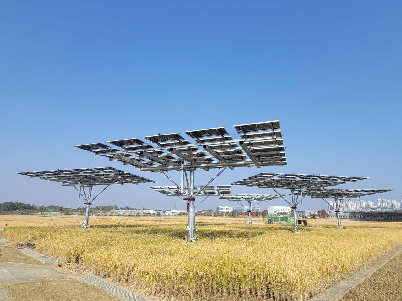 농경지 위에 고상형 구조로 설치된 영농형 태양광 설비. 태양광 발전과 농업 생산을 동시에 수행하는 신재생에너지 모델로 주목받고 있다. (사진=파루솔라)