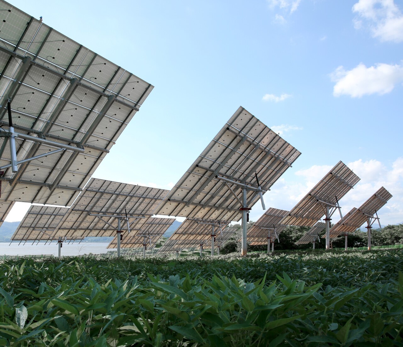 농지 위에 태양광 패널을 설치해 농업과 발전을 병행하는 영농형 태양광 설비의 모습. 재생에너지 확대 정책과 함께 농업 지역을 활용한 분산형 전원 모델로 주목받고 있다. (사진=파루솔라)
