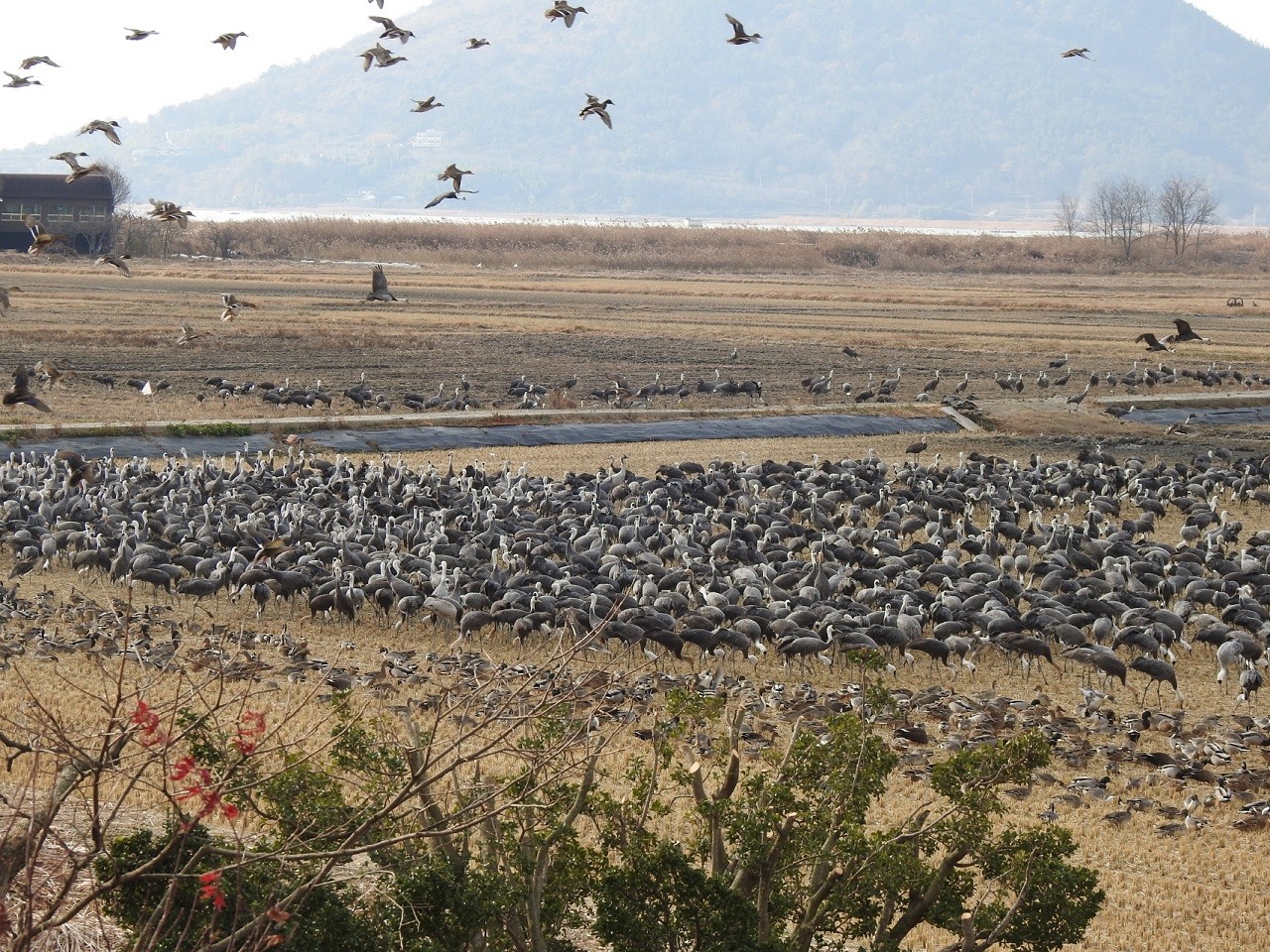 순천만 농경지에 집결한 흑두루미 무리. 겨울을 맞아 순천만을 찾은 흑두루미와 기러기류가 먹이활동을 하고 있는 모습. 올해 순천만에는 8,000마리가 넘는 흑두루미가 도래해 역대 최대 월동 개체수를 기록했다. (사진=순천시)