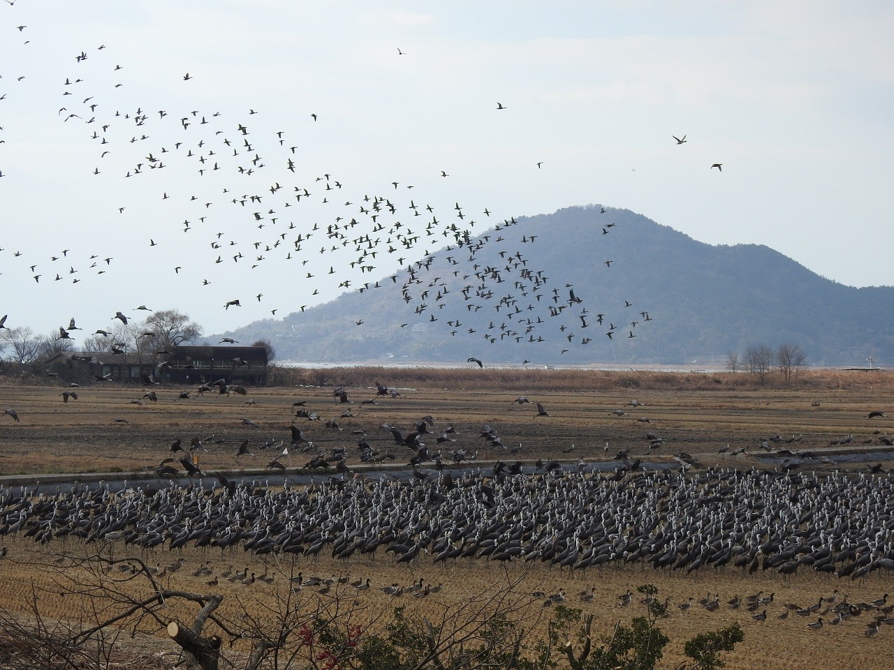 먹이터로 이동하는 흑두루미와 기러기떼. 하늘을 뒤덮은 대규모 철새 군무와 지상에서 먹이를 찾는 흑두루미가 어우러져 순천만의 겨울 생태 풍경을 보여준다. 안정적인 서식환경 조성으로 개체수가 꾸준히 증가하고 있다. (사진=순천시)