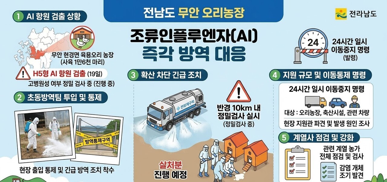 무안 오리농장 AI 항원 검출… 전남, '24시간 일시 이동중지' 긴급 발령