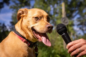 Image showcasing “Identifying 4 characteristics from dog barking…step one to ...