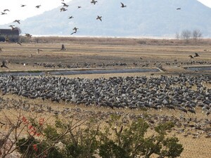 세계적 생태 보고로 도약하는 순천만